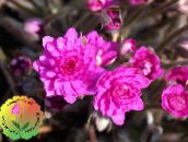 photo Garden Flowers Liverleaf, Liverwort, Roundlobe Hepatica, Hepatica nobilis, Anemone hepatica pink