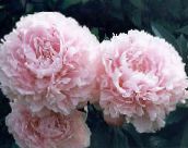 photo Garden Flowers Peony, Paeonia pink