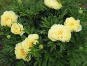ფოტო ბაღის ყვავილები პეონი, Paeonia ყვითელი