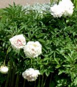 photo Garden Flowers Peony, Paeonia white
