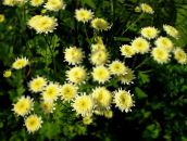 foto Gartenblumen Gemaltes Gänseblümchen, Goldene Feder, Goldene Mutterkraut, Pyrethrum hybridum, Tanacetum coccineum, Tanacetum parthenium gelb