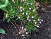 photo Garden Flowers Bog Rosemary, Common Bog Rosemary, Marsh Andromeda pink