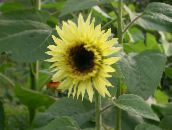 photo  Sunflower, Helianthus annus yellow