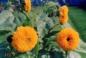photo  Sunflower, Helianthus annus orange
