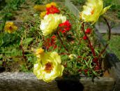 photo Garden Flowers Sun Plant, Portulaca, Rose Moss, Portulaca grandiflora yellow