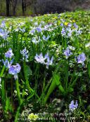 foto Gartenblumen Sibirische Meerzwiebel, Scilla hellblau
