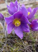 photo  Pasque flower, Pulsatilla lilac