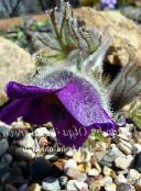 photo  Pasque flower, Pulsatilla purple