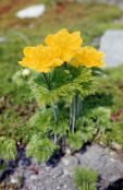 foto Gartenblumen Küchenschelle, Pulsatilla gelb