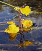 foto Gartenblumen Wasserschlauch, Utricularia vulgaris gelb