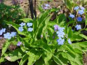 foto Gartenblumen Navelwort, Blauäugig-Mary, Kriechen Vergissmeinnicht, Omphalodes hellblau