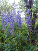 照片 园林花卉 河滨羽扇豆, Lupinus 蓝色