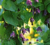 photo Garden Flowers Purple Bell Vine, Rhodochiton purple