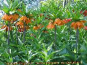 photo Garden Flowers Crown Imperial Fritillaria orange