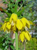 photo Garden Flowers Crown Imperial Fritillaria yellow