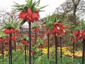 photo Garden Flowers Crown Imperial Fritillaria red