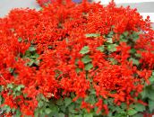 foto Gartenblumen Scharlach Salbei, Rot Salbei, Rote Salvia, Salvia splendens rot