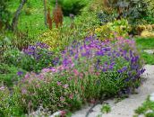 photo Garden Flowers Clary Sage, Painted Sage, Horminum Sage, Salvia purple