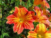 foto Gartenblumen Bemalte Zunge, Salpiglossis orange