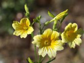 foto Gartenblumen Bemalte Zunge, Salpiglossis gelb