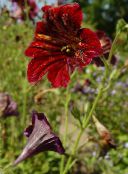 foto Gartenblumen Bemalte Zunge, Salpiglossis rot