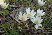 photo Garden Flowers Bloodroot, Red Puccoon, Sanguinaria white