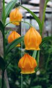 foto Gartenblumen Lampionpflanze, Weihnachtsglocken, Sandersonia orange