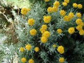 photo Garden Flowers Lavender Cotton, Holy Herb, Ground Cypress, Petite Cypress, Green Santolina yellow