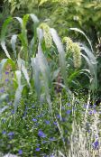 foto Gartenblumen Kolbenhirse, Setaria grün