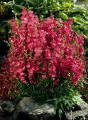 photo Garden Flowers Checkerbloom, Miniature Hollyhock, Prairie Mallow, Checker Mallow, Sidalcea red