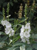 photo Garden Flowers Checkerbloom, Miniature Hollyhock, Prairie Mallow, Checker Mallow, Sidalcea white