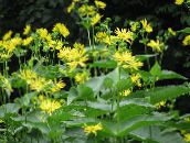 photo Garden Flowers Cup Plant. Rosinweed, Silphium yellow