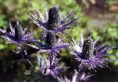 photo Garden Flowers Amethyst Sea Holly, Alpine Eryngo, Alpine Sea Holly, Eryngium purple
