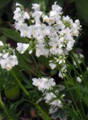 foto Gartenblumen Jakobsleiter, Polemonium caeruleum weiß