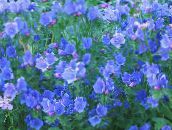 photo Garden Flowers Purple Viper's Bugloss, Salvation Jane, Paterson's Curse, Riverina Bluebell, Echium lycopsis, Echium plantagineum light blue