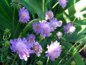 photo  Scabiosa, Pincushion Flower lilac