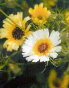 foto Gartenblumen Gelb Habichtskraut, Tolpis barbata gelb