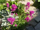 foto Gartenblumen Rose Des Himmels, Viscaria, Silene coeli-rosa rosa