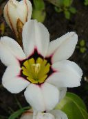 photo  Sparaxis, Harlequin Flower white