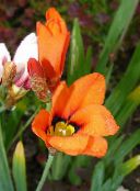 foto  Sparaxis, Harlekin Blumen orange