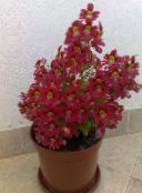 foto Gartenblumen Arme-Leute-Orchidee, Schmetterling Blume, Schizanthus rot