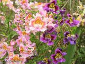 foto Gartenblumen Arme-Leute-Orchidee, Schmetterling Blume, Schizanthus rosa