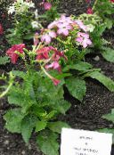 foto Gartenblumen Blühenden Tabak, Nicotiana rosa