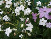 foto Gartenblumen Blühenden Tabak, Nicotiana weiß