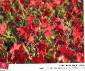 foto Gartenblumen Blühenden Tabak, Nicotiana rot