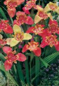 foto Gartenblumen Tiger Blume, Mexikanische Shell Blüten, Tigridia pavonia rot