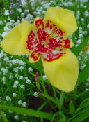 foto Gartenblumen Tiger Blume, Mexikanische Shell Blüten, Tigridia pavonia gelb