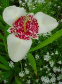 foto Gartenblumen Tiger Blume, Mexikanische Shell Blüten, Tigridia pavonia weiß