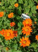 foto  Sonnenblumen, Baum Ringelblume, Wilde Sonnenblumen, Mexikanische Sonnenblume, Tithonia orange