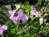 fotografie Zahradní květiny Virginia Spiderwort, Slzy Dámské, Tradescantia virginiana růžový